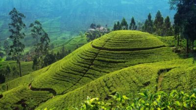 tea plantation
