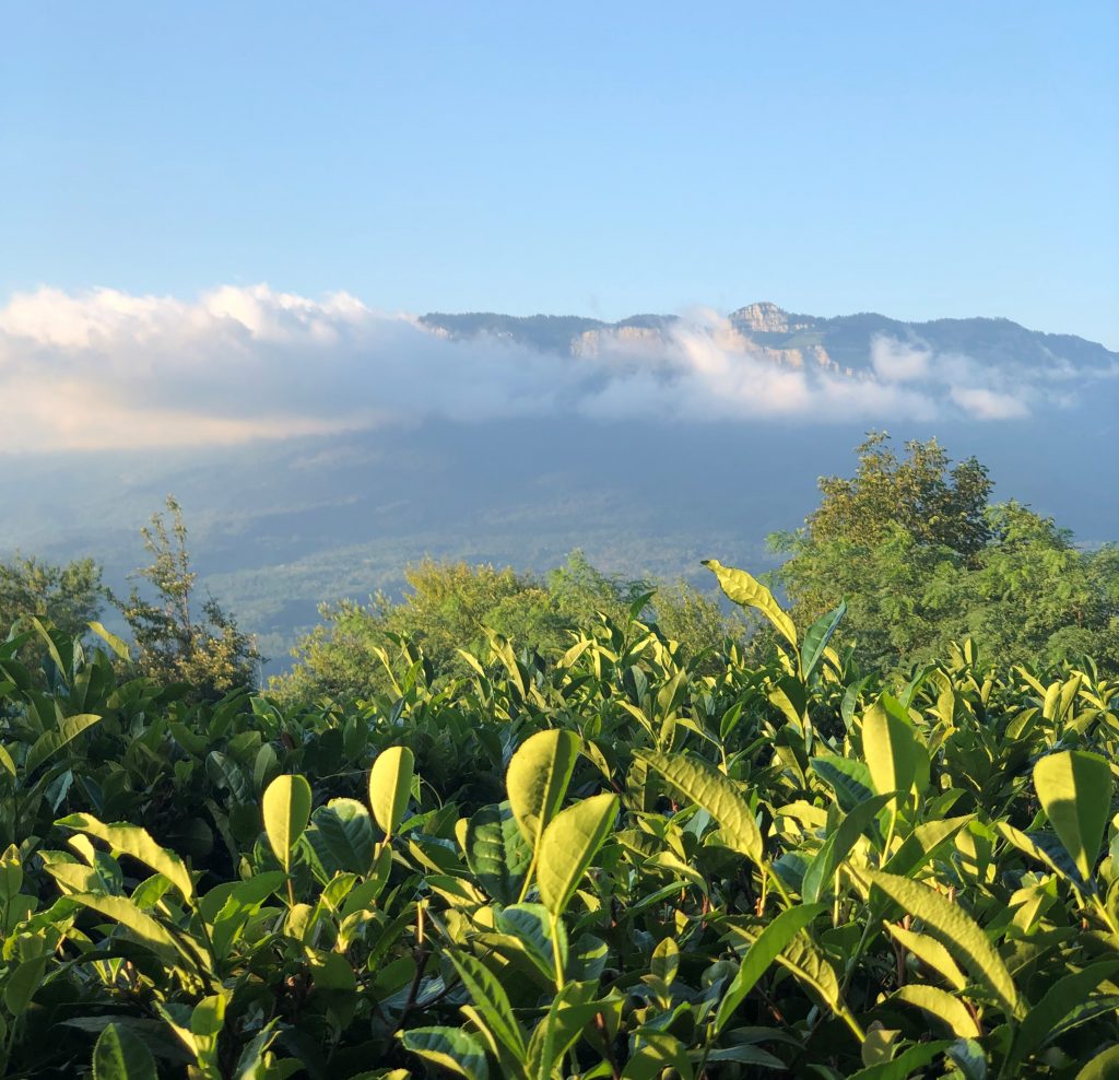 Грузинский чай в горах
